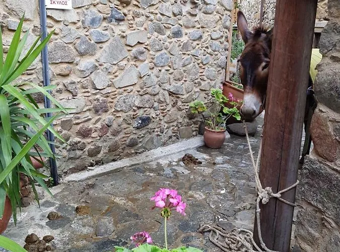 Irene's House Kakopetria